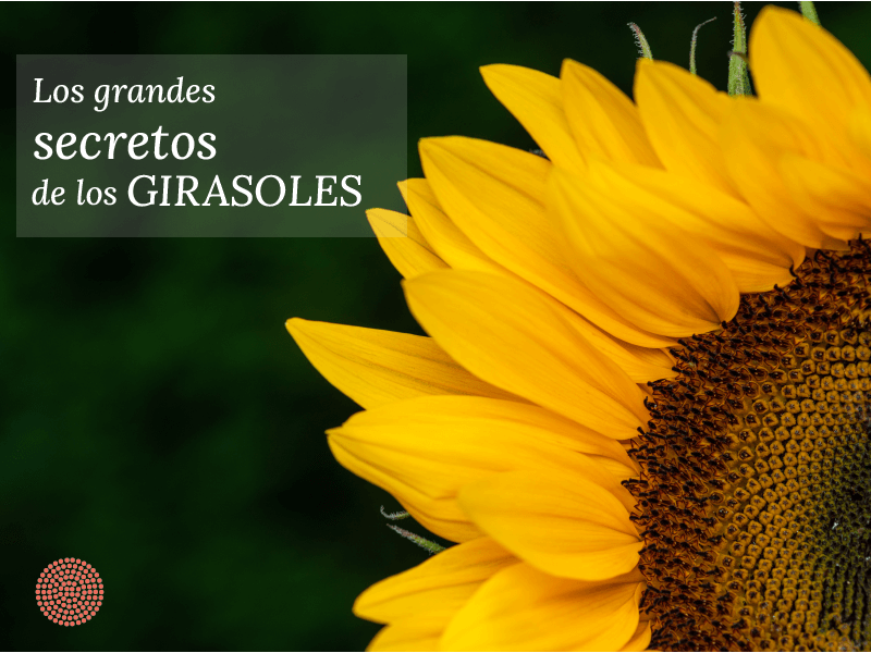 Girasoles: cómo cuidarlos y 3 secretos que guardan