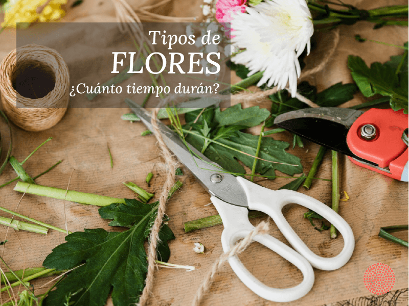 Tipos de Flores: ¿cuánto tiempo duran?