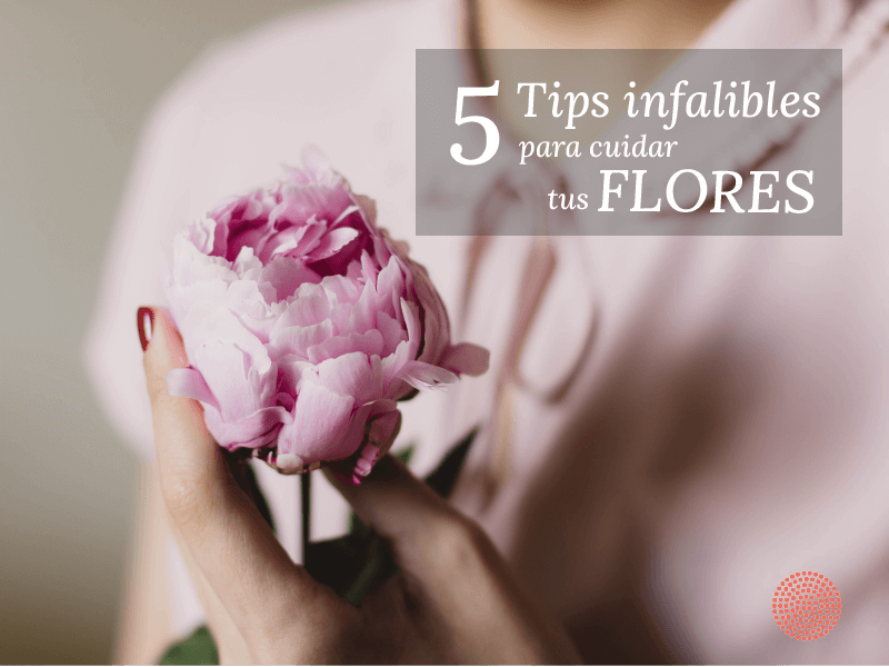 5 Tips infalibles para cuidar tus Flores